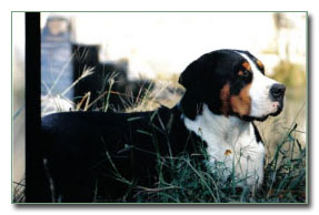 The Greater Swiss Mountain Dogs – Property of Lone Star Greater Swiss Mountain Dogs: http://www.greaterswissmountaindogs.com